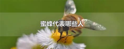 蜜蜂代表什么 7月8日性格